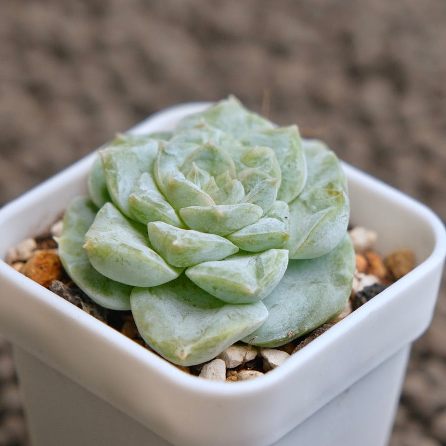 Echeveria Icy Snow (Monstrose) Imported Succulent Plant - G