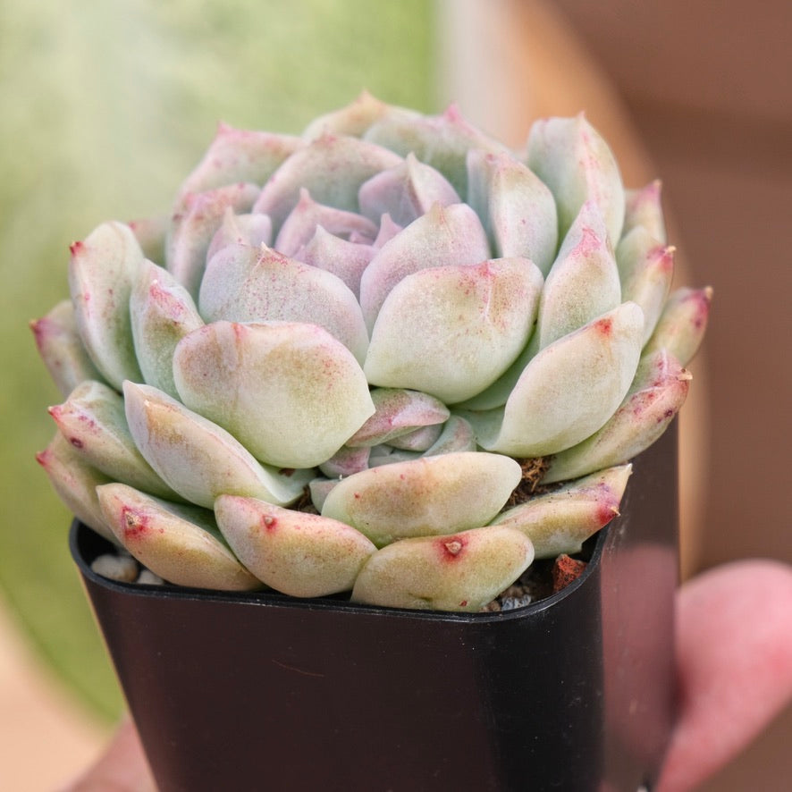 Echeveria Chaumet Korean Succulent Plant