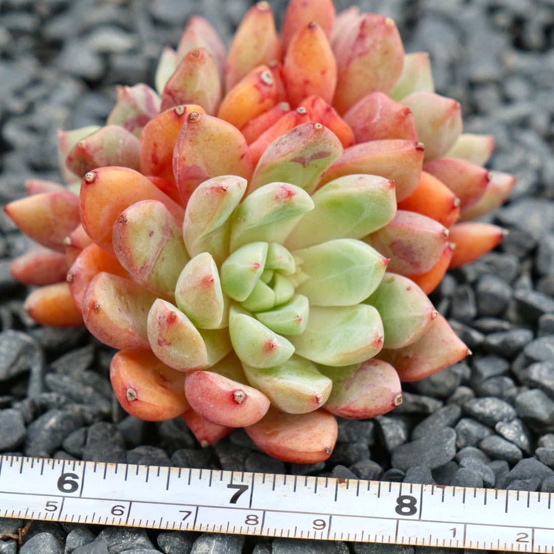 Big Echeveria Echo cluster Imported Succulent Plant