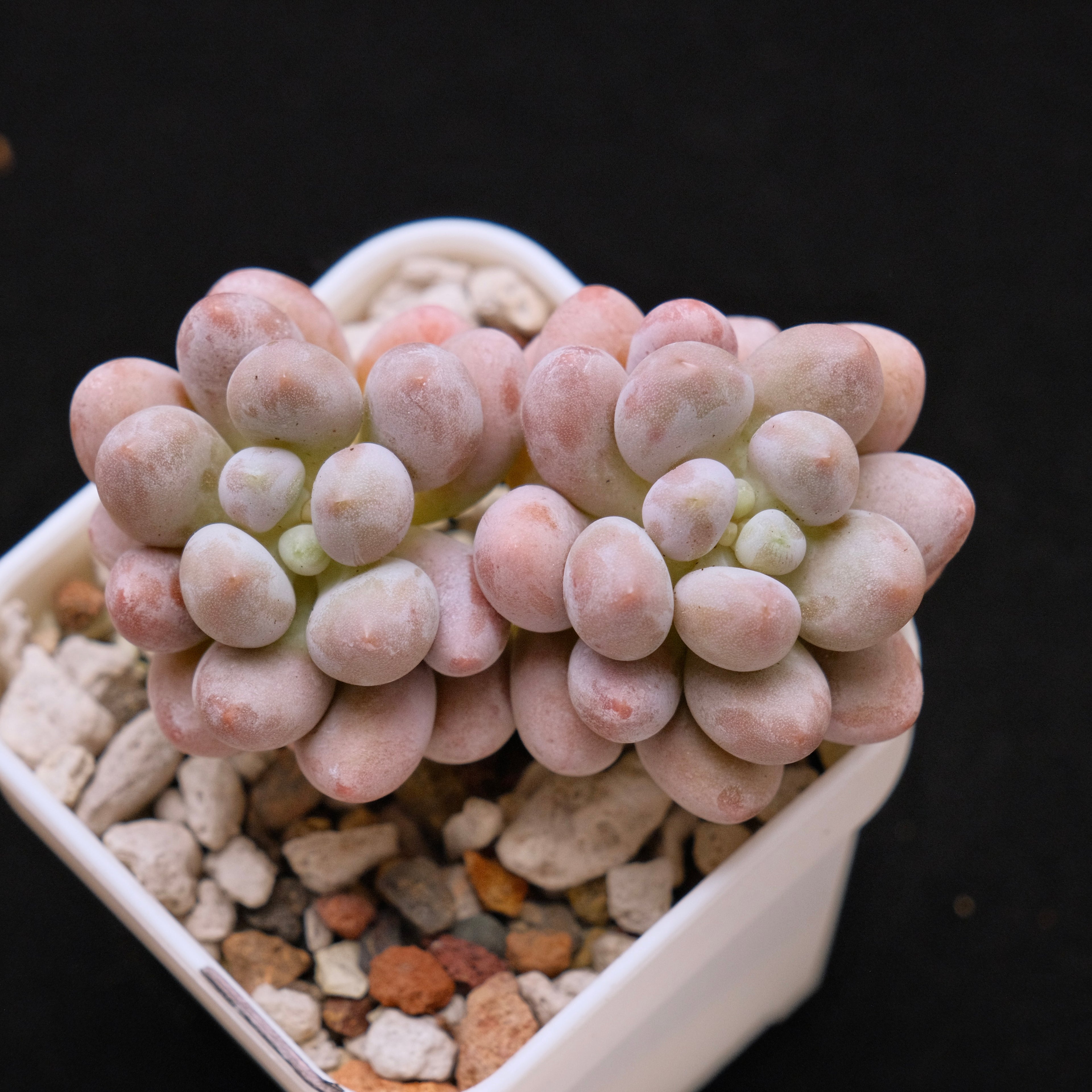 Pachyphytum Sweet Dumpling &quot;Tang Yuan&quot; Imported Succulent Plant *New* 汤圆