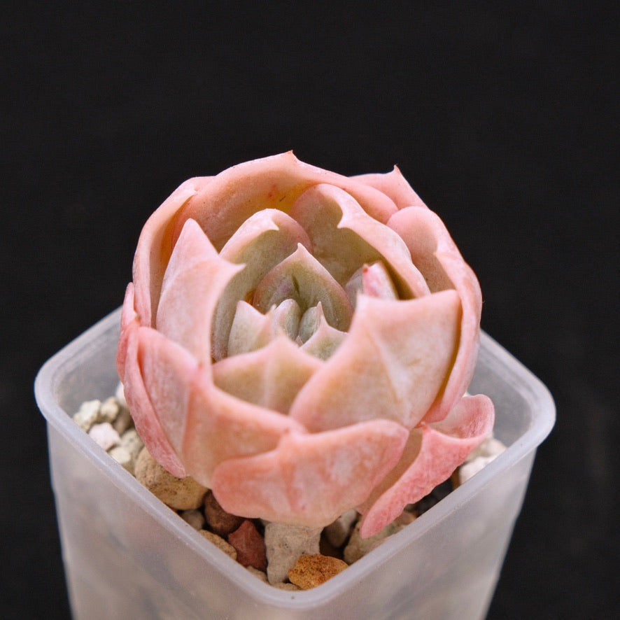 Echeveria laui hybrid Korean Succulent Plant