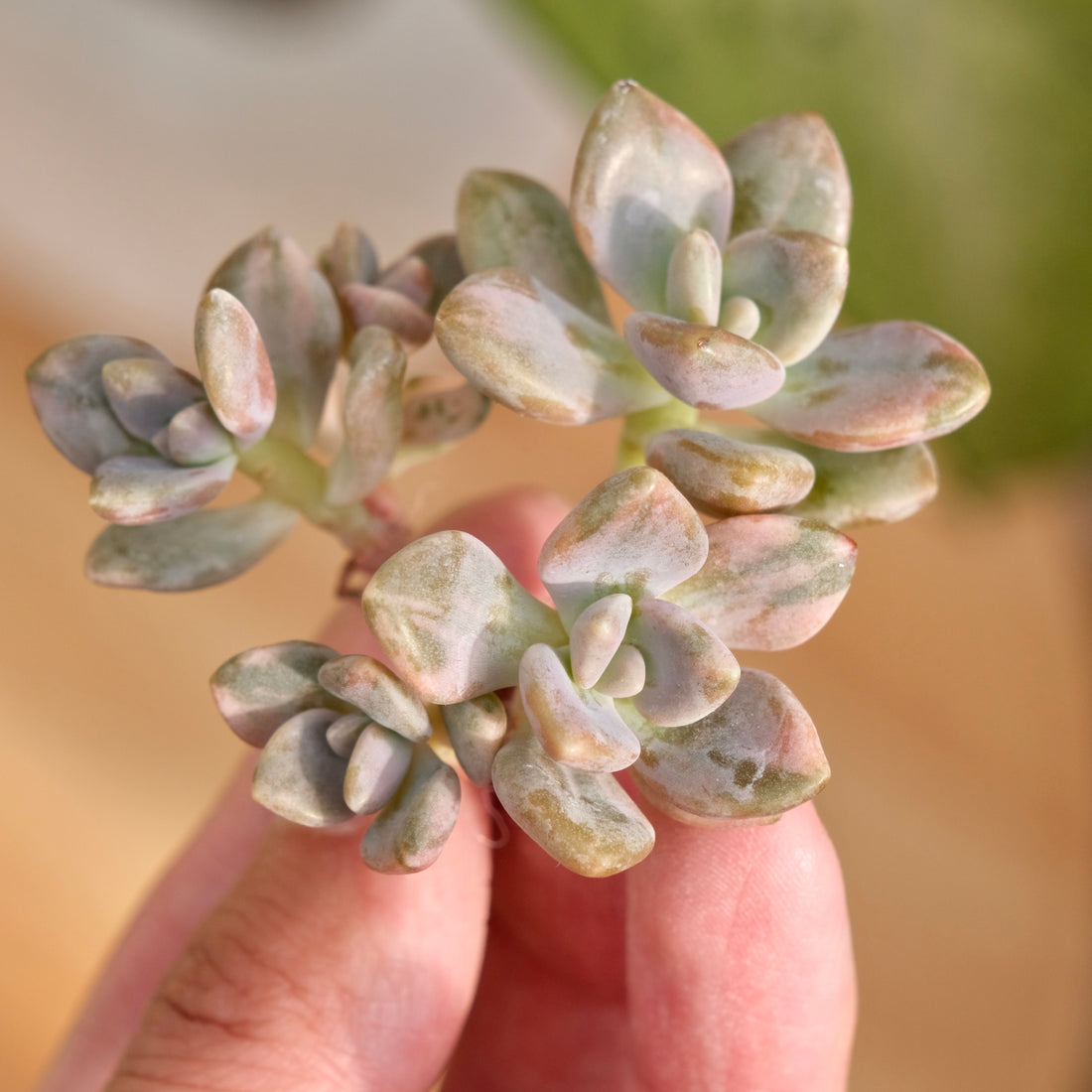 Var Graptophytum Supreme Korean Succulent Plant