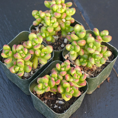 Sedum lucidum Obesum Succulent Plant