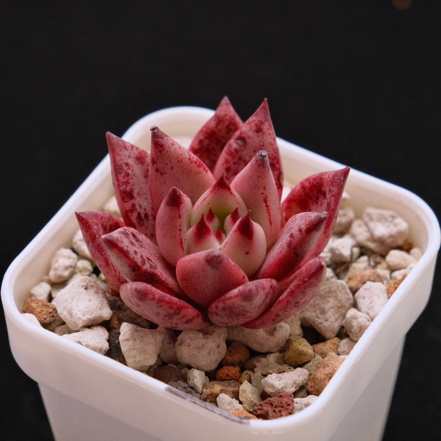 Echeveria Strawberry Korean Succulent Plant *New*