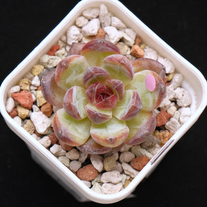 *New* Echeveria Black Colorata Korean Succulent Plant