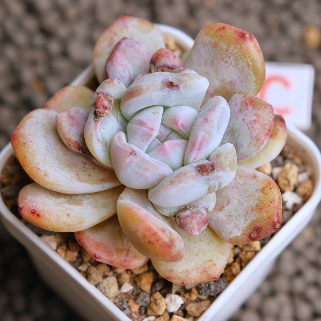 Monstrose Echeveria Monroe Imported Succulent Plant - C