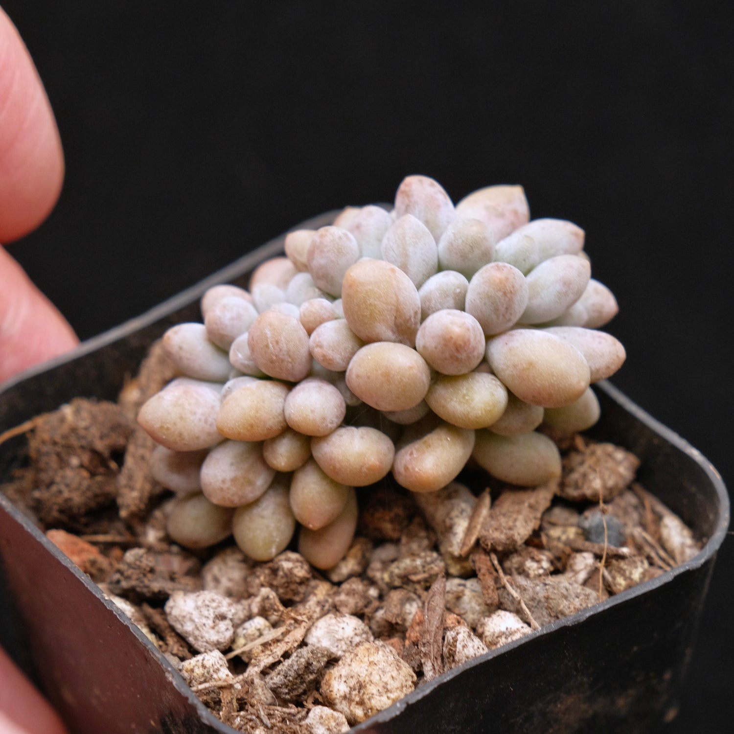 Small Crested Pachyphytum brachetti Korean Succulent Plant