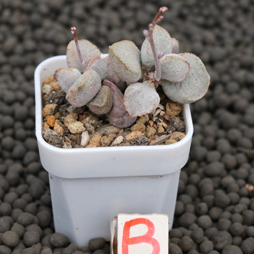 Adromischus Pink Snow Egg Imported Succulent Plant