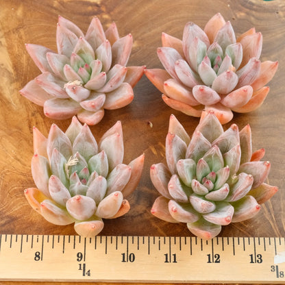 Echeveria tolimanensis hybrid Korean Succulent Plant Changhee hybrid