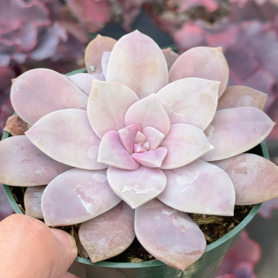 Graptopetalum Superbum Succulent Plant