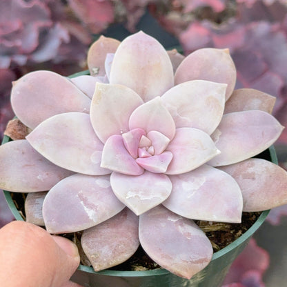 Graptopetalum Superbum Succulent Plant