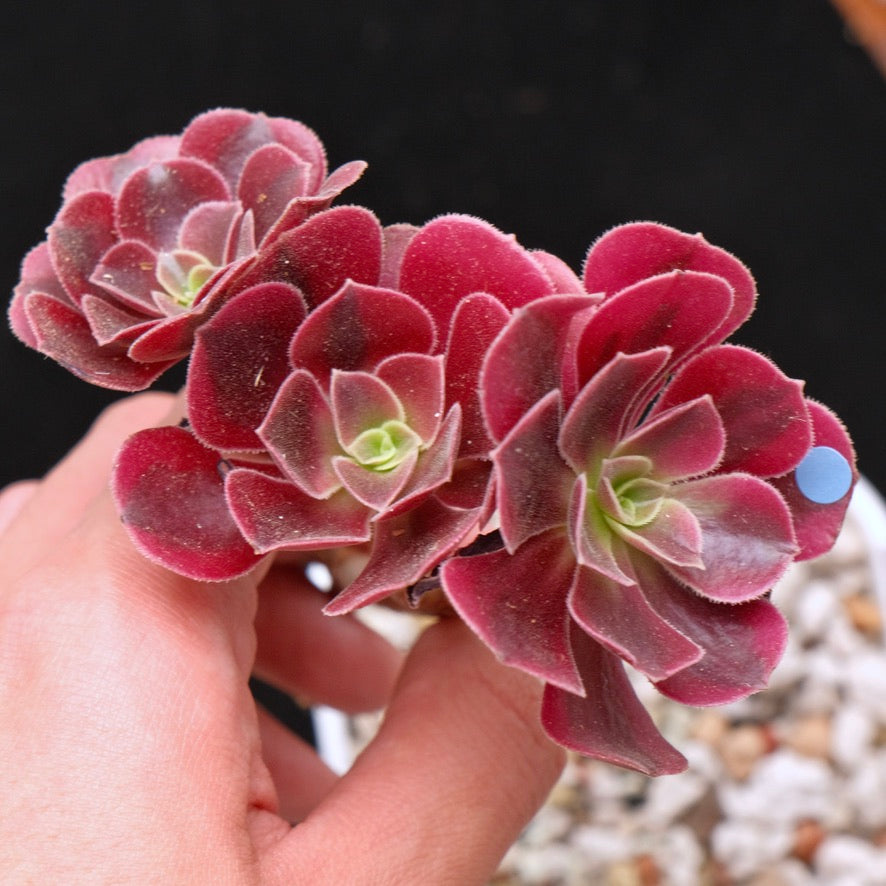 *Rare* Aeonium Pink Witch Variegated Korean Succulent Plant 粉女巫锦