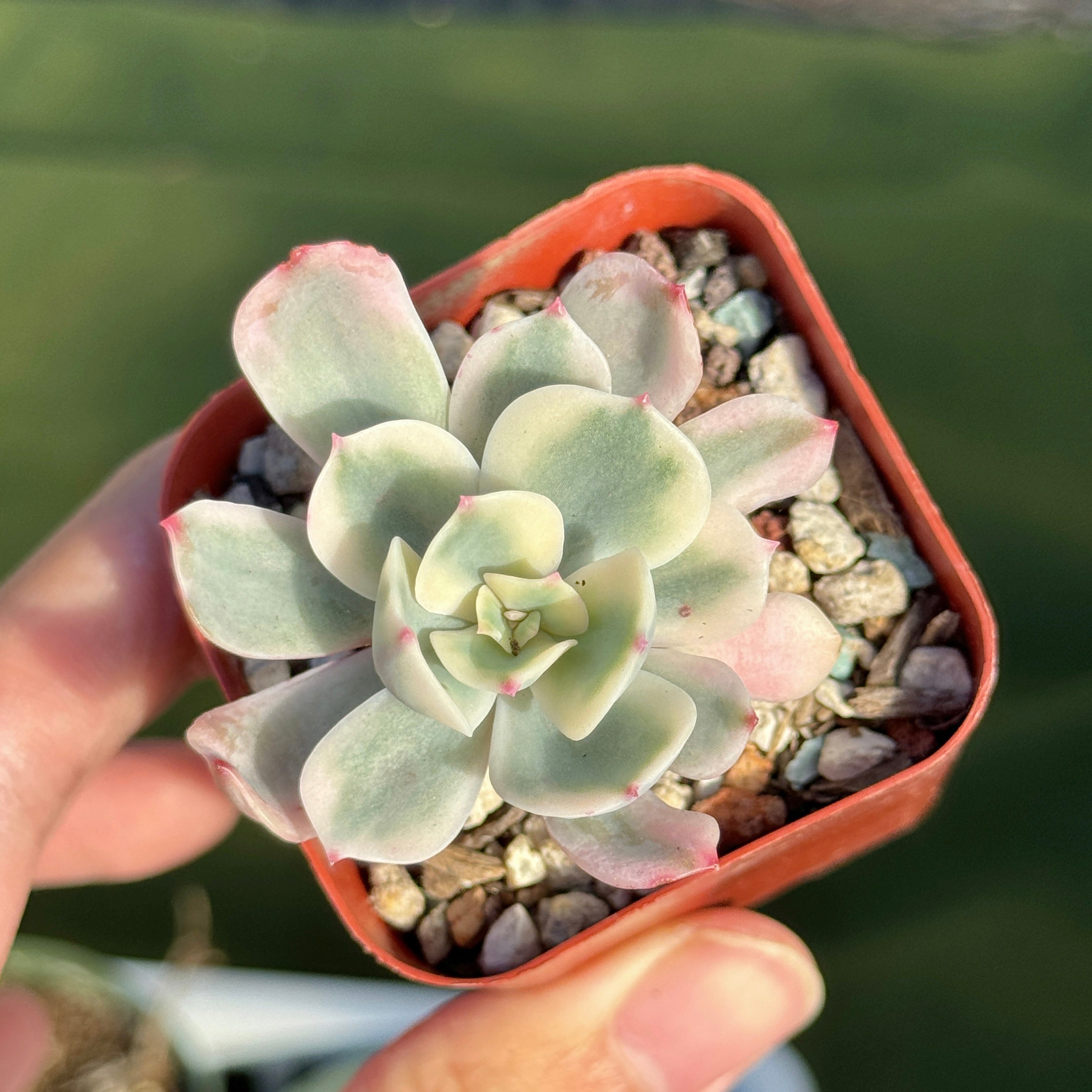 Variegated Echeveria secunda baby Korean Succulent Plant