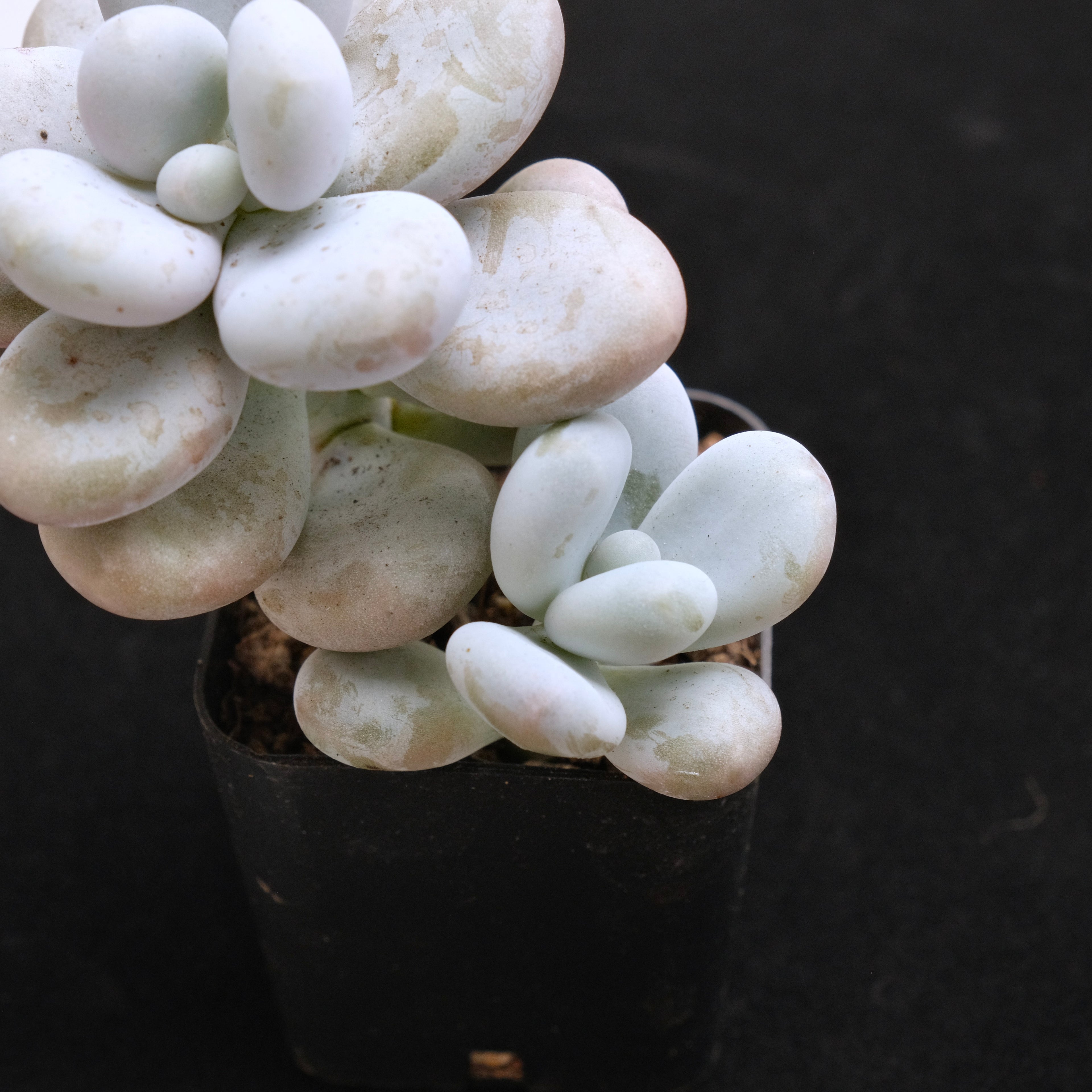 Graptophytum Royal Pretty Korean Succulent Plant