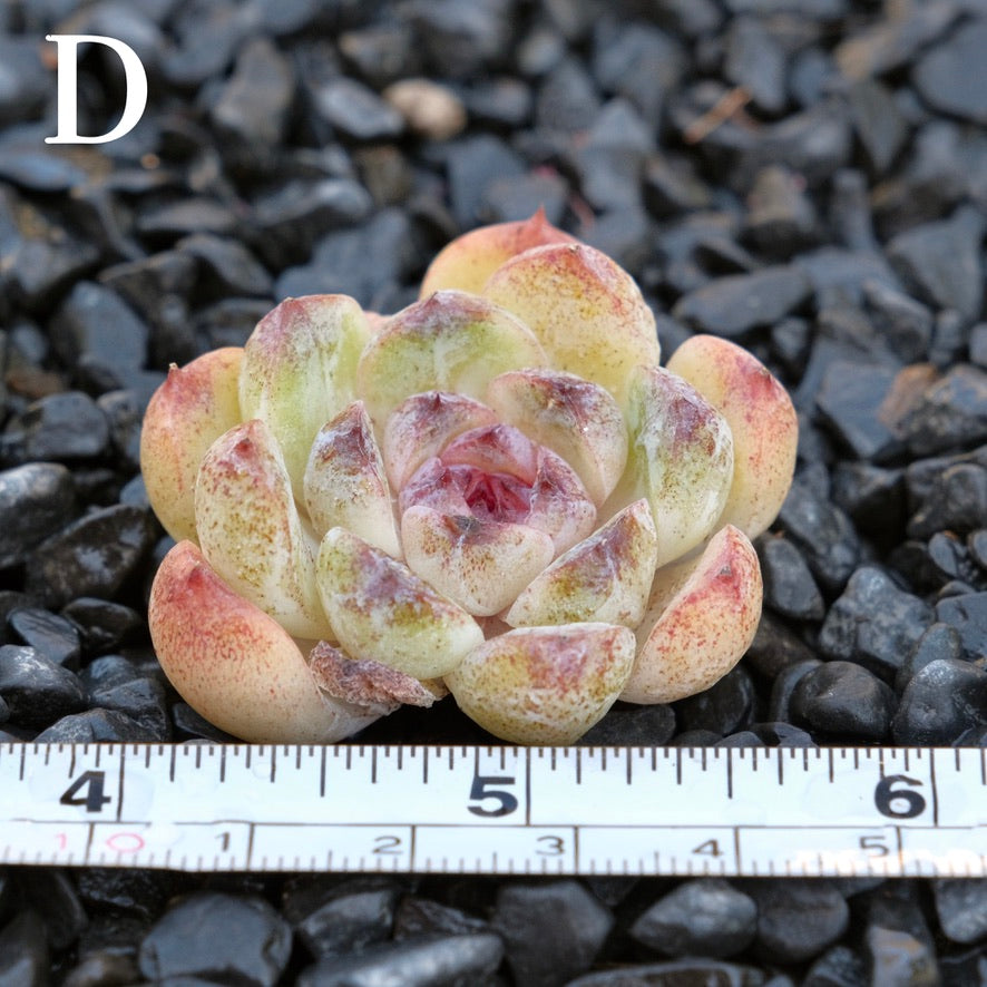 *New* Echeveria Black derenbergii D Korean Imported Succulent Plant