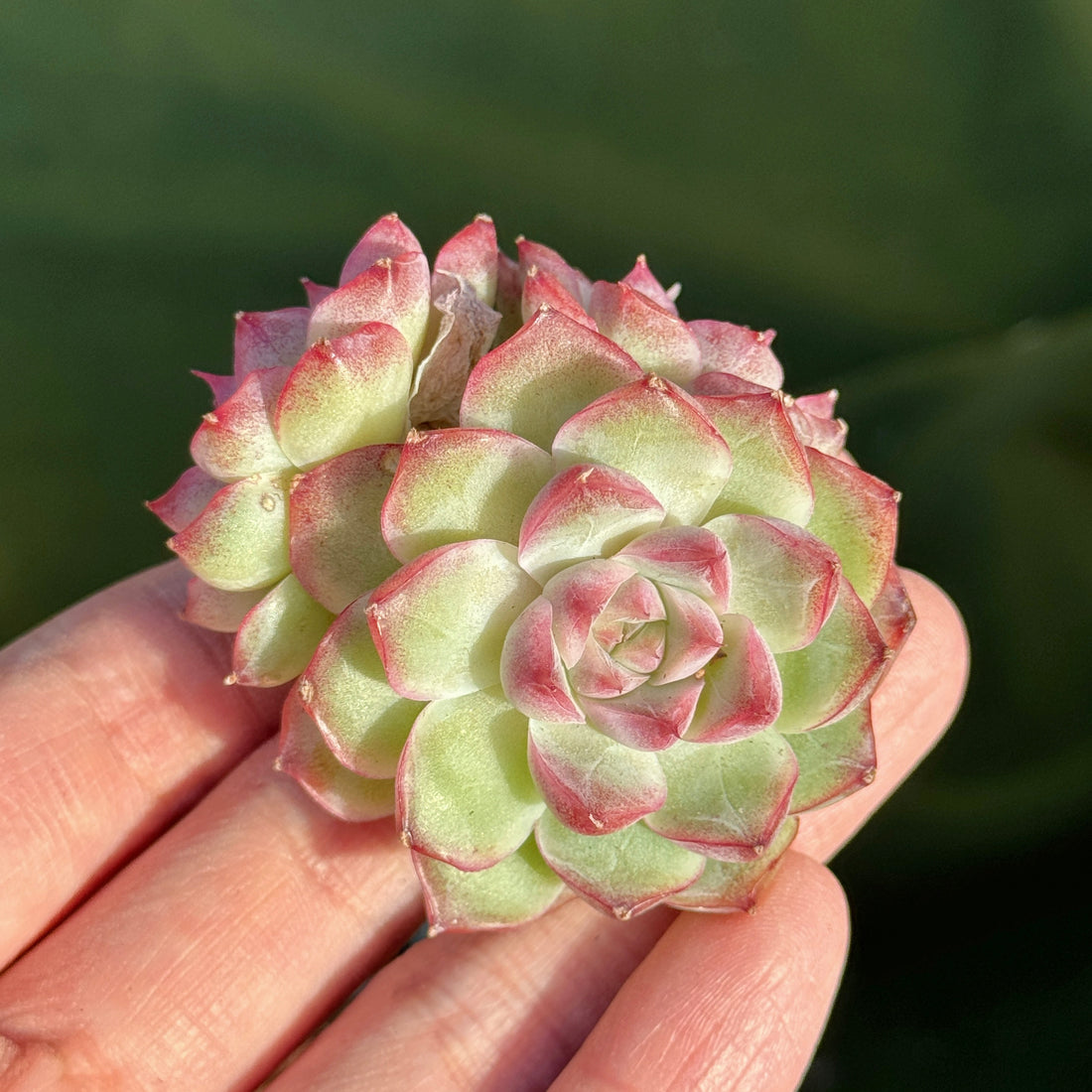 Echeveria Pink Shadow Korean Succulent Plant A *New*