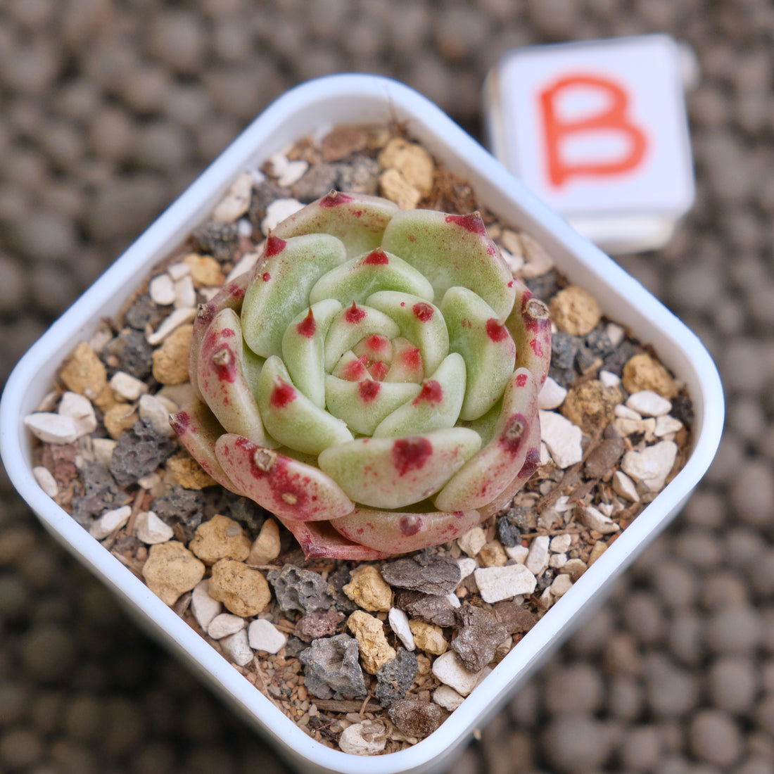 Echeveria Pink Sarahime Korean Succulent Plant - B