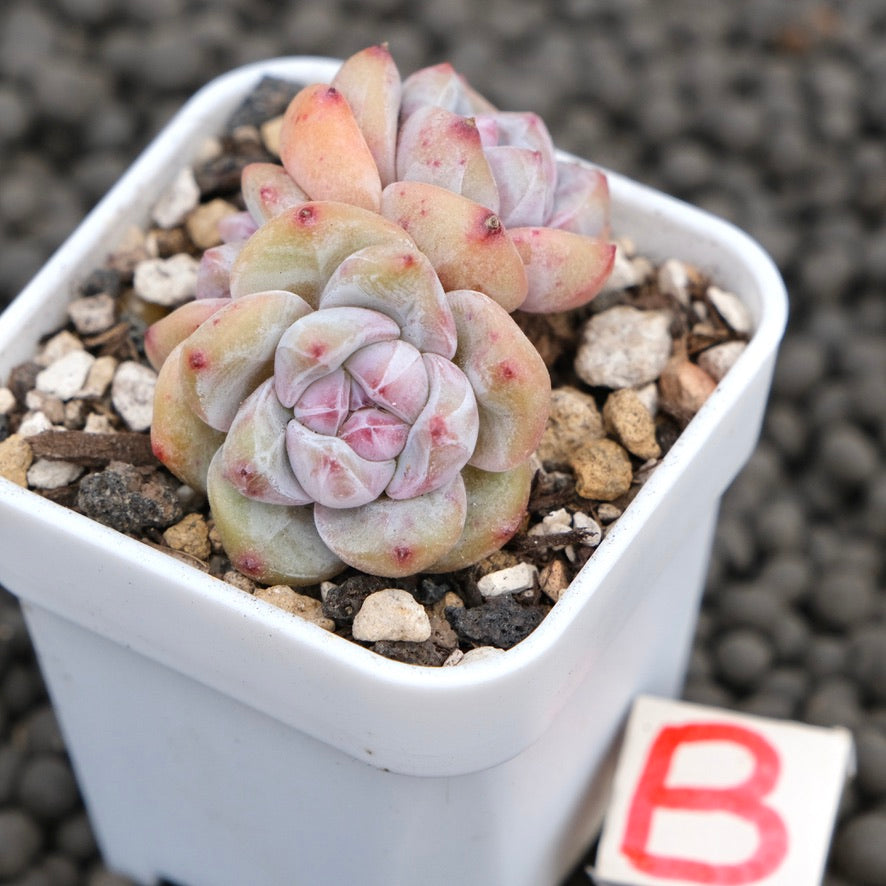 Echeveria Hoshikage Imported Succulent Plant