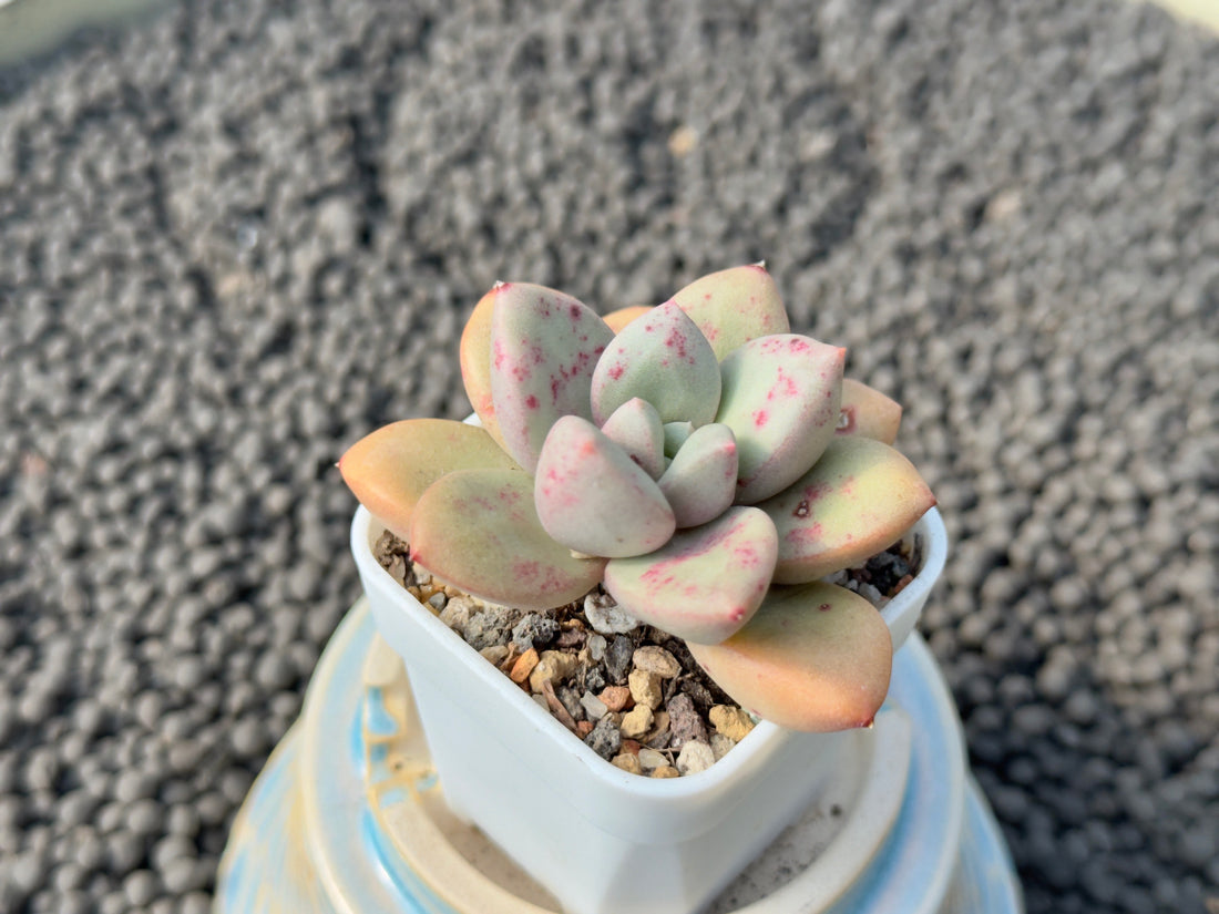 Graptoveria Story One Korean Succulent Plant Mam and Sister hybrid