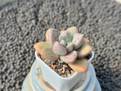 Graptoveria Story One Korean Succulent Plant Mam and Sister hybrid