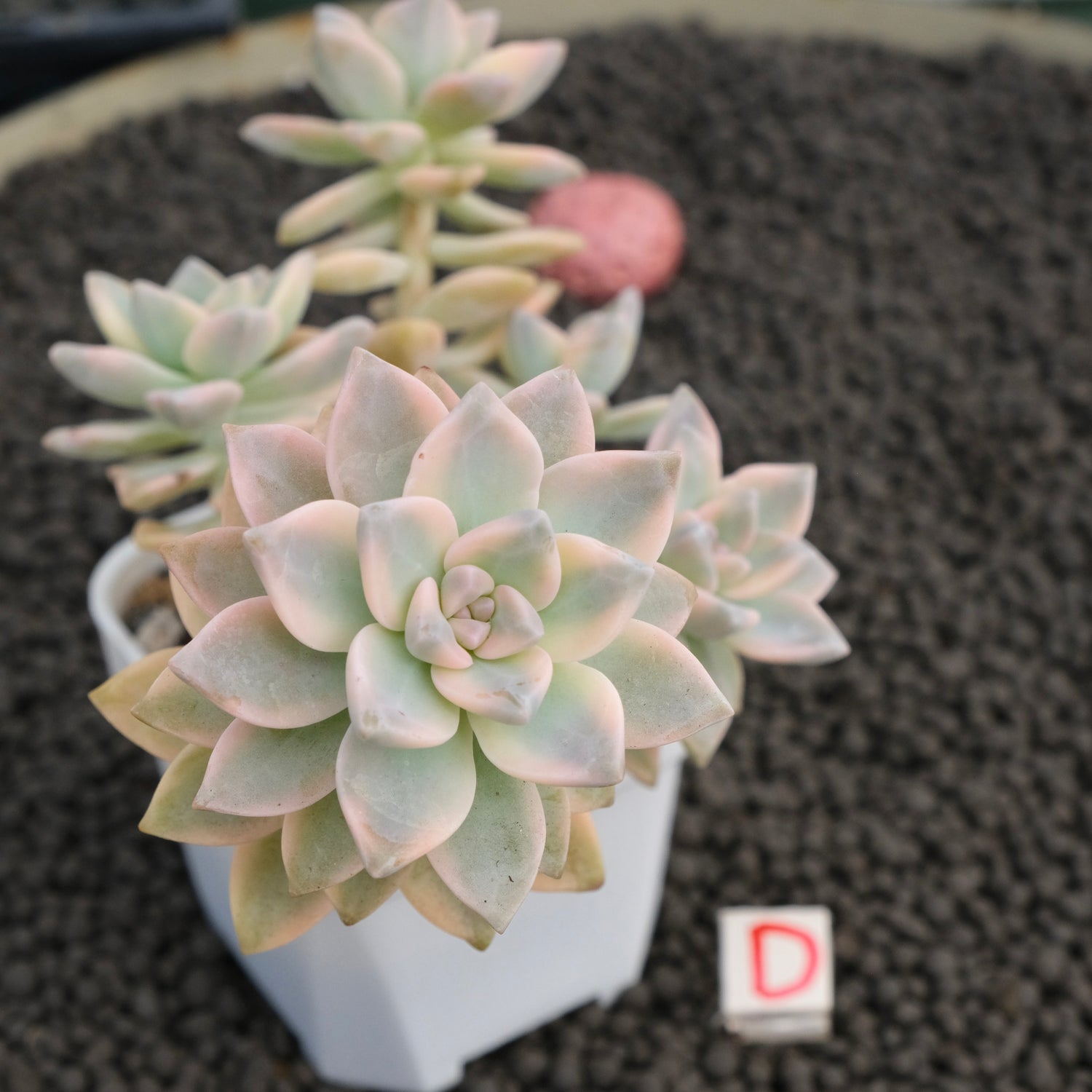 Variegated Graptosedum Ghosty Imported Succulent Plant