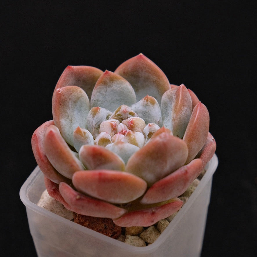 Echeveria hybrid Korean Succulent Plant *New*