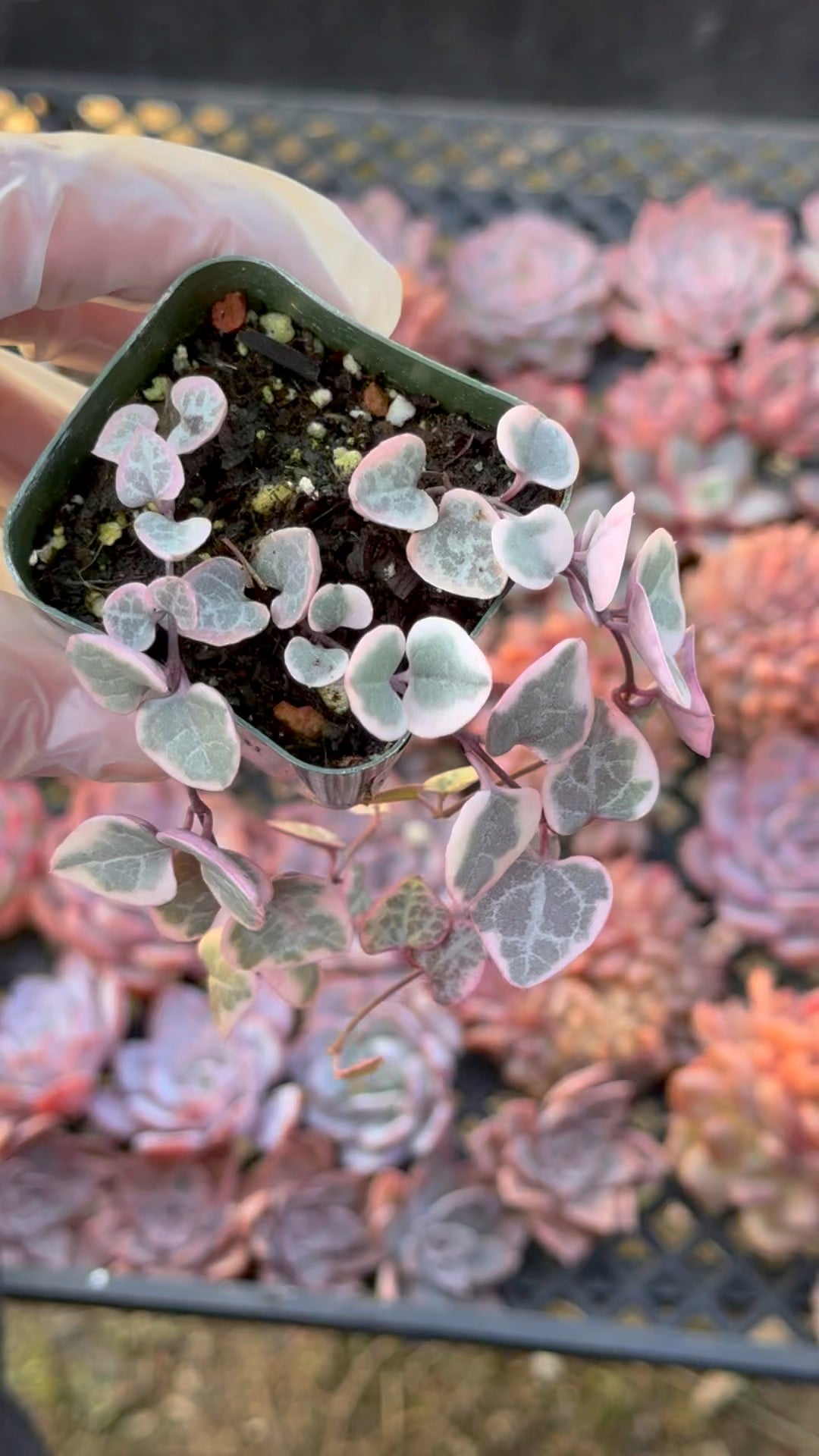 2 inch Variegated String of Hearts Succulent Plant