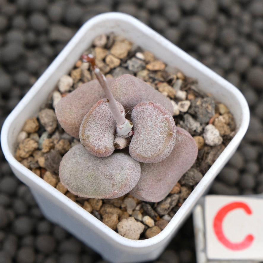 Adromischus Diana Imported Succulent Plant