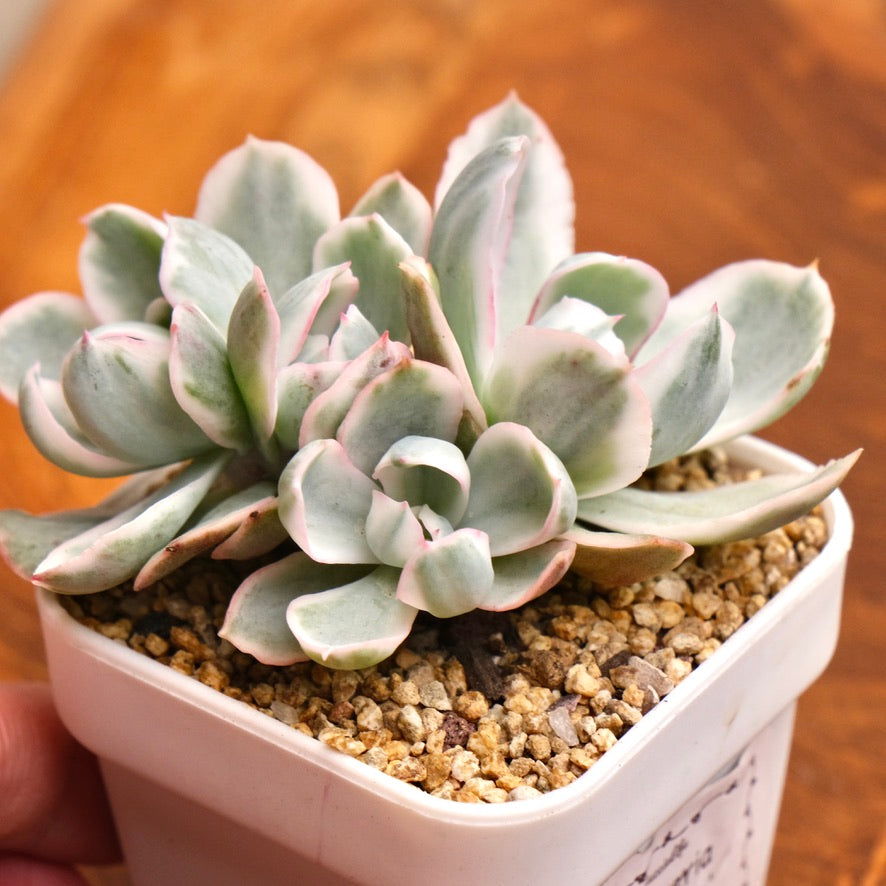 Variegated Echeveria Berkeley Light Imported Succulent Plant (Not recommended for indoor growing)