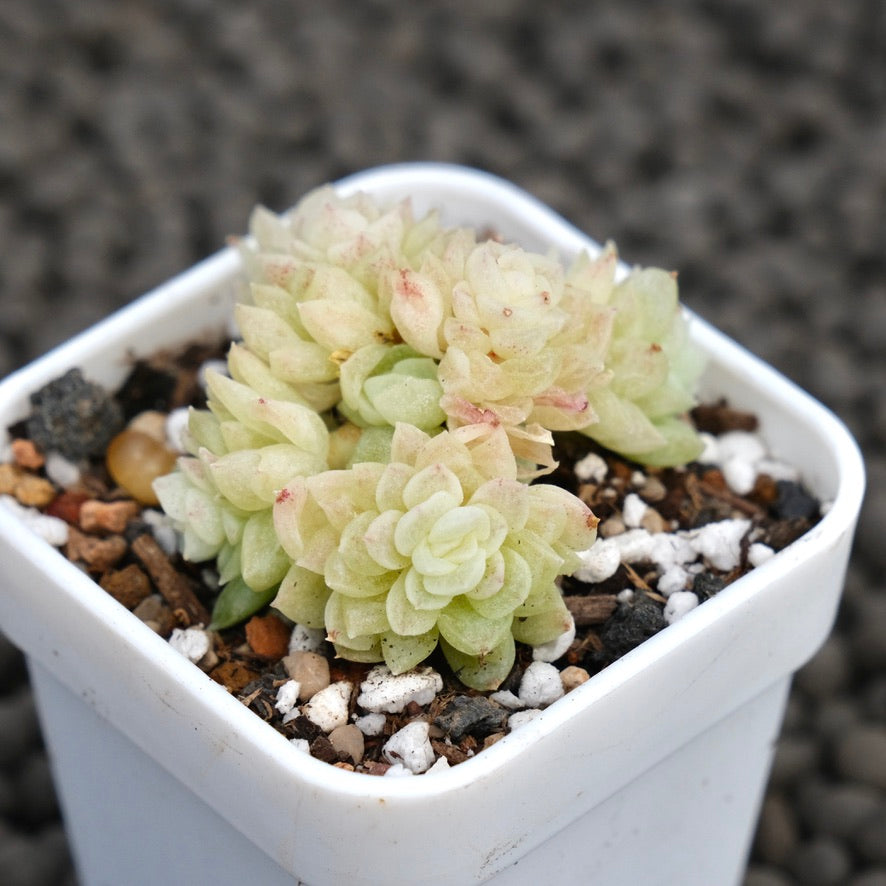 Echeveria Earendel Korean Succulent Plant Hwaga Hybrid