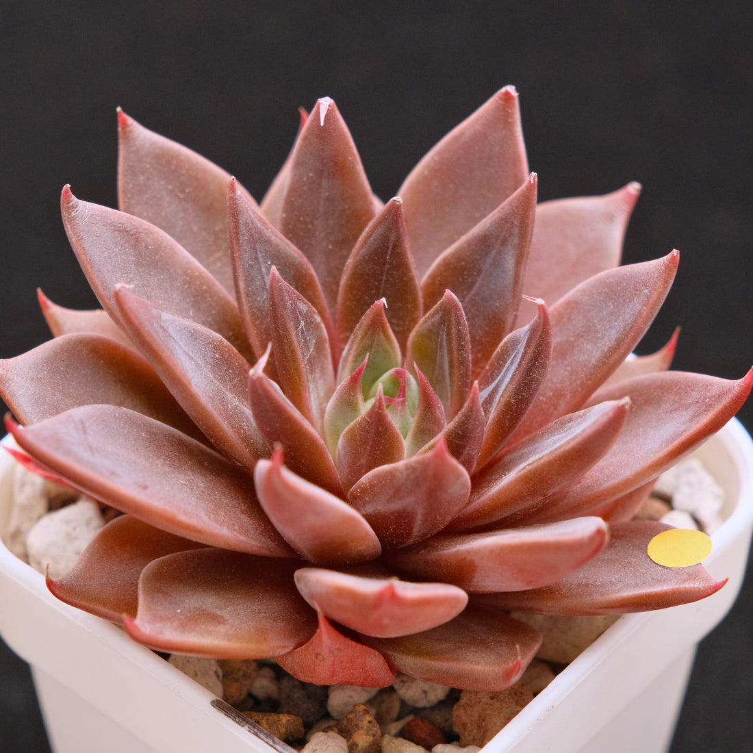 Echeveria Let&