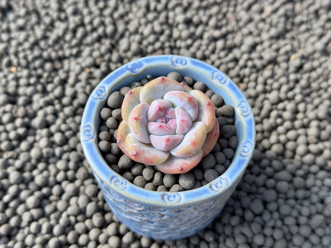 Echeveria Hoshikage Imported Succulent Plant