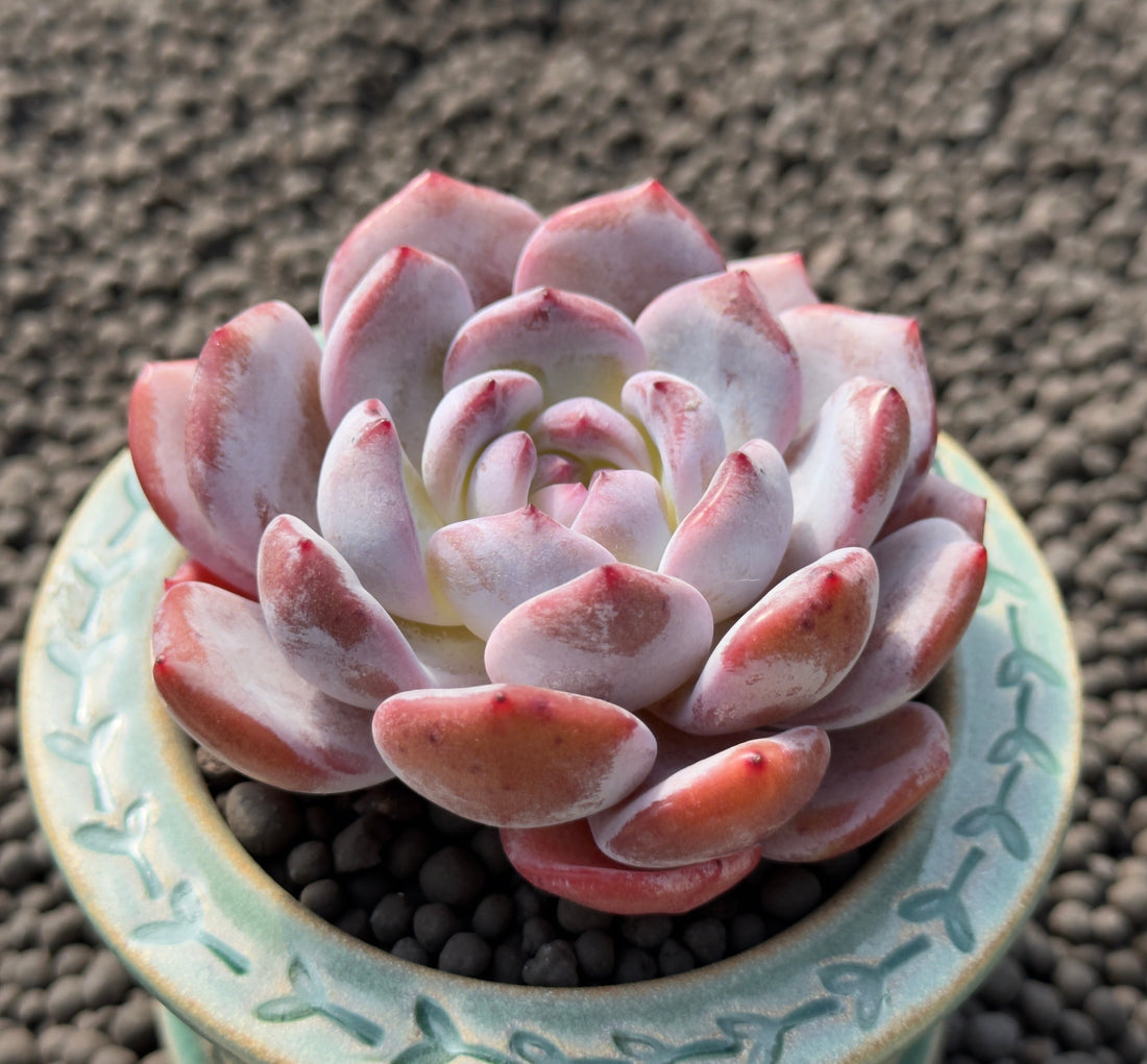 Echeveria Blood Orange Imported Succulent Plant