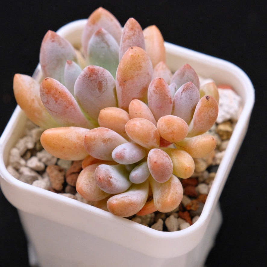 Pachyveria Venus Korean Succulent Plant