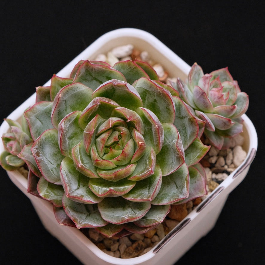 Big Echeveria Purple Ice Korean Succulent Plant