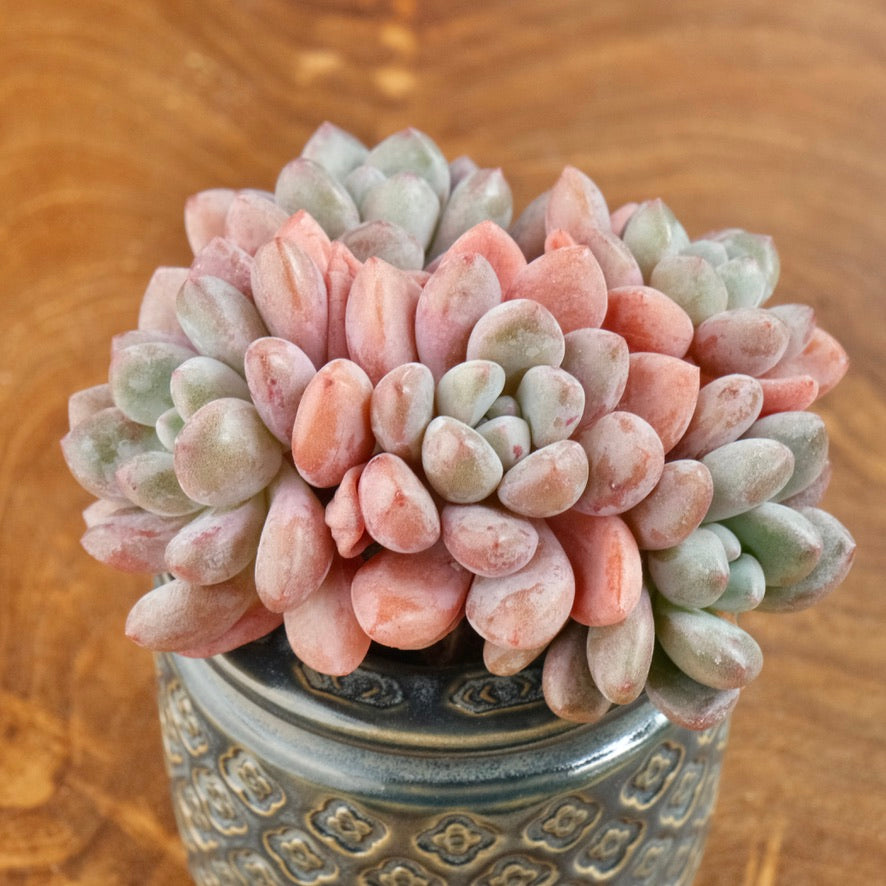 Graptoveria Amor Fati cluster Imported Succulent Plant