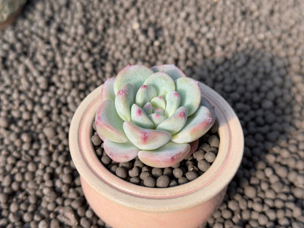 Echeveria Mighty Korean Succulent Plant *New*