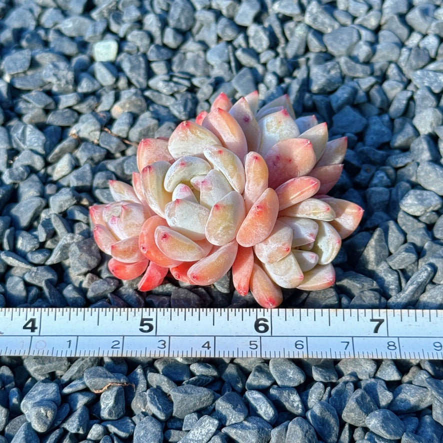 Echeveria Trumso Succulent Plant E