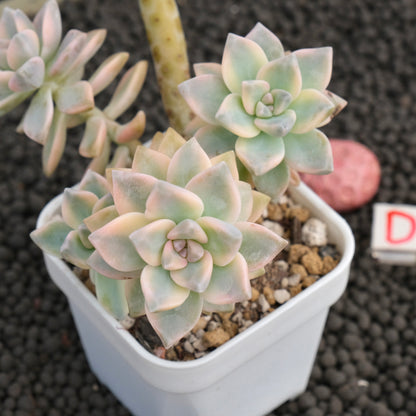 Variegated Graptosedum Ghosty Imported Succulent Plant