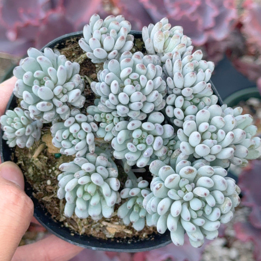 Graptopetalum Blue Beans Succulent Plant