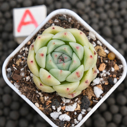 Echeveria Minos Korean Succulent Plant Hwaga Hybrid