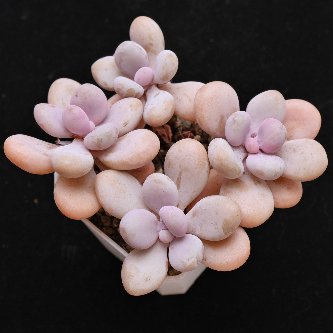 Graptopetalum Amethystinum Korean Succulent Plant