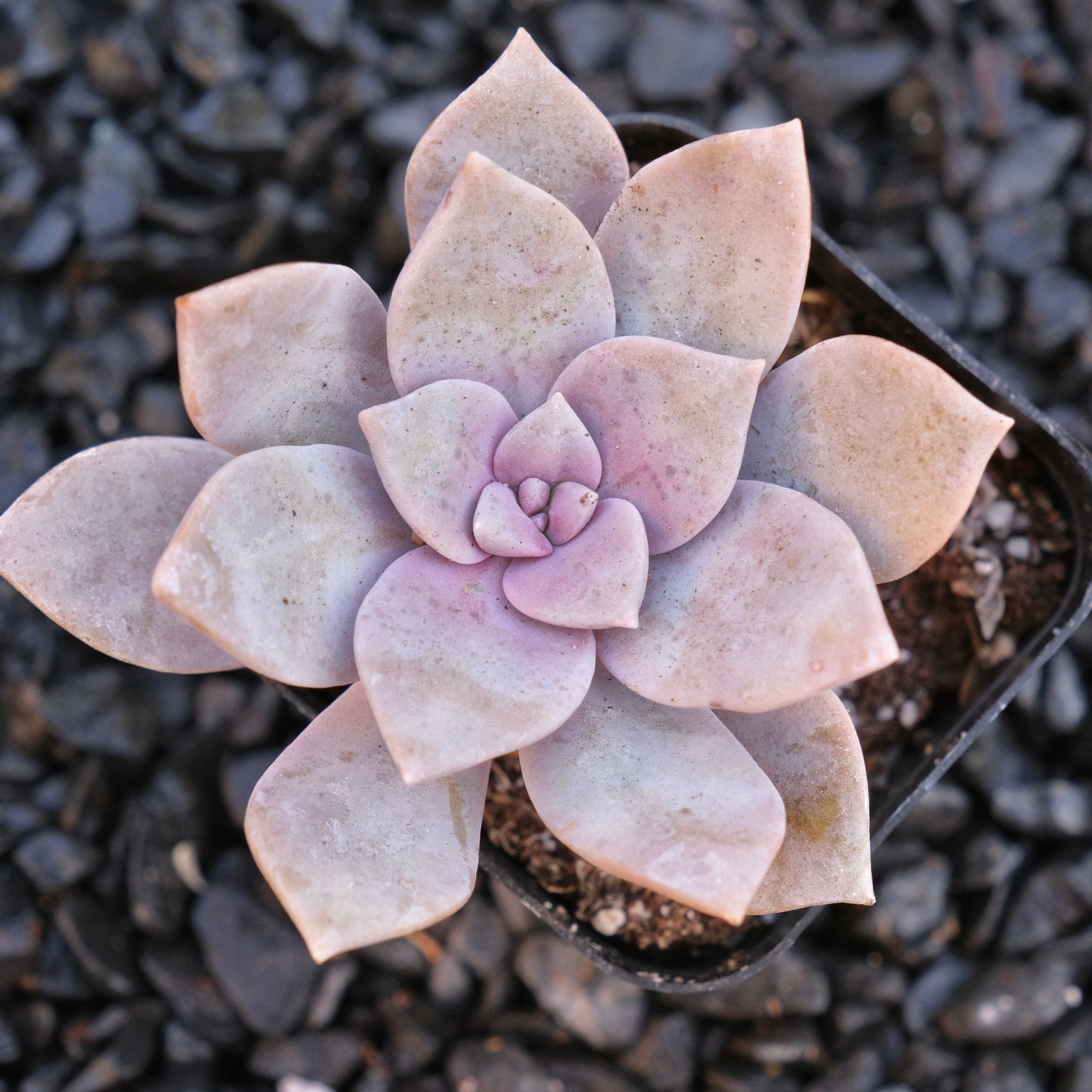 Graptopetalum Superbum Locally Grown Succulent Plant