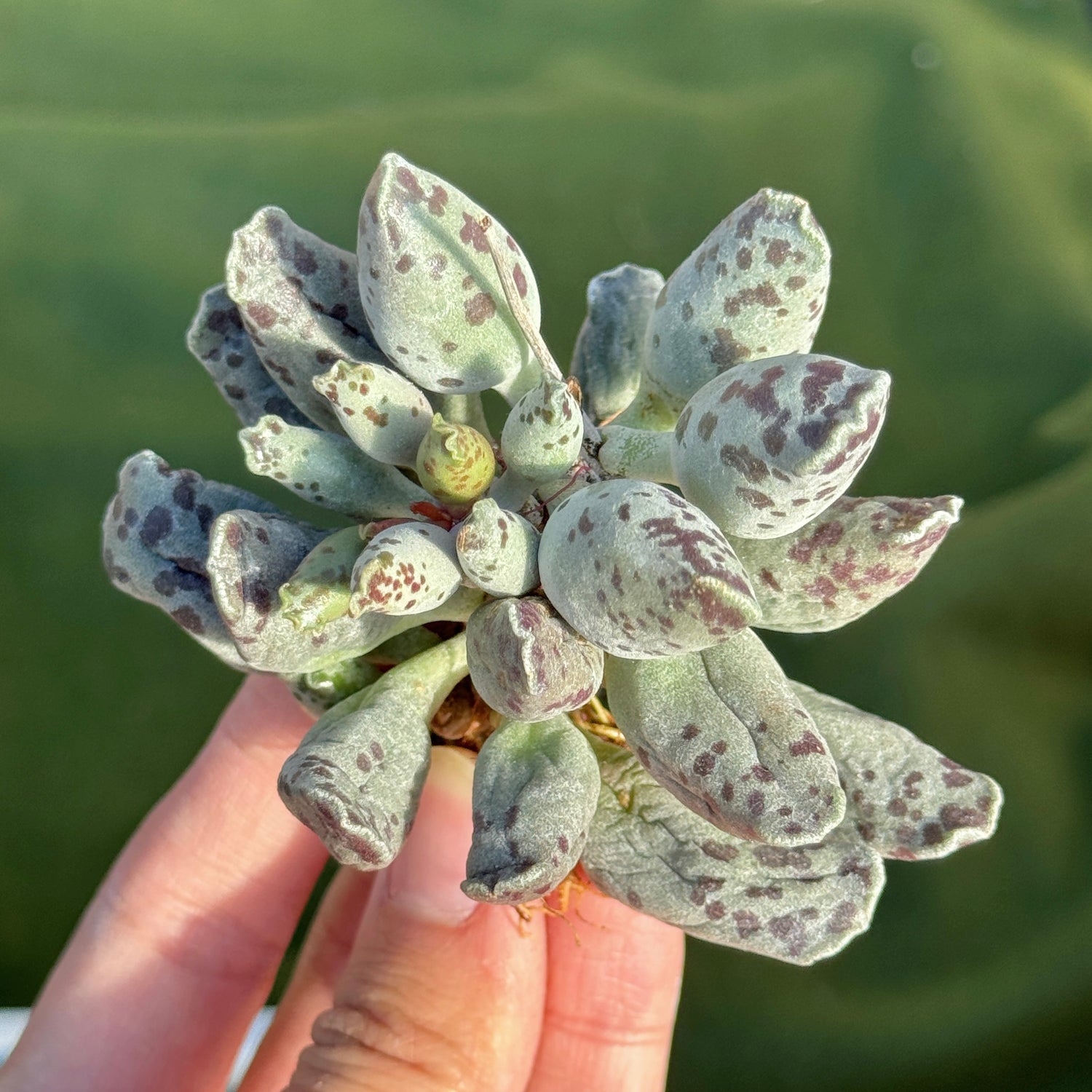 Adromischus cooperi Korean Succulent Plant