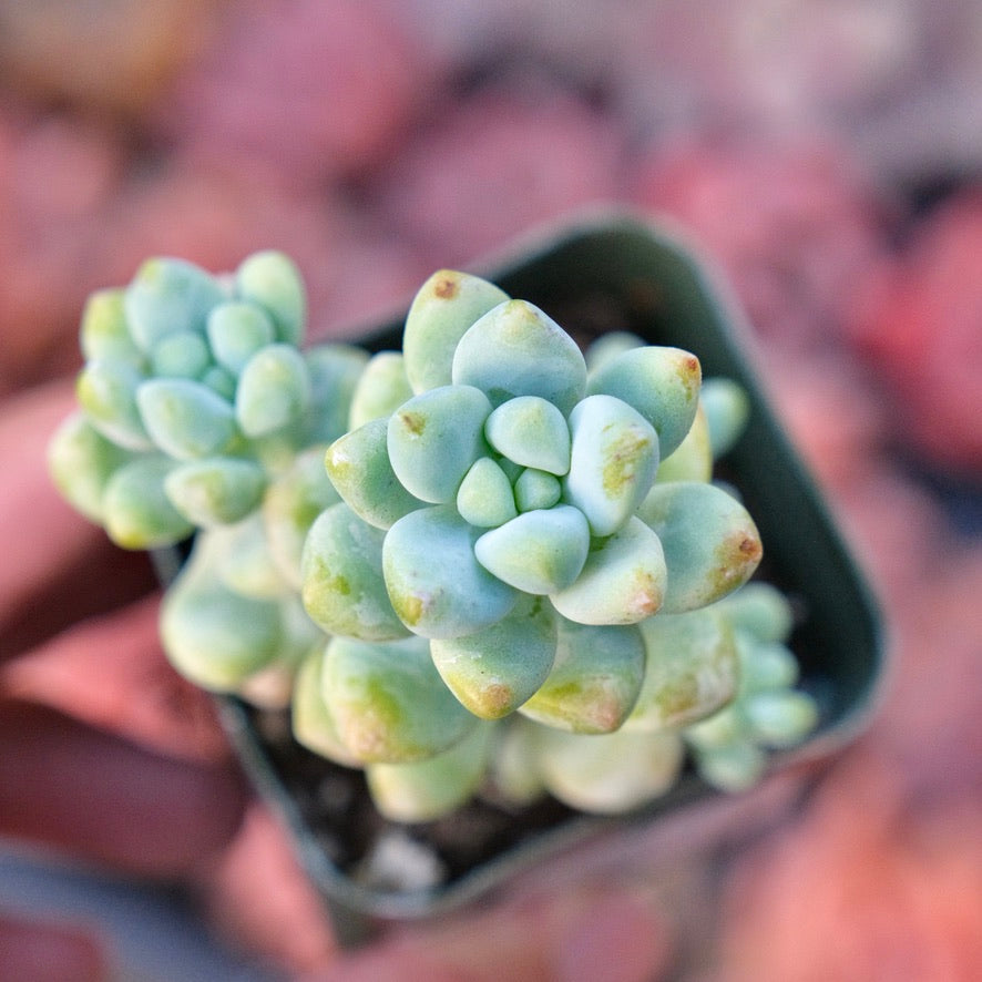 Sedum treleasei Succulent Plant