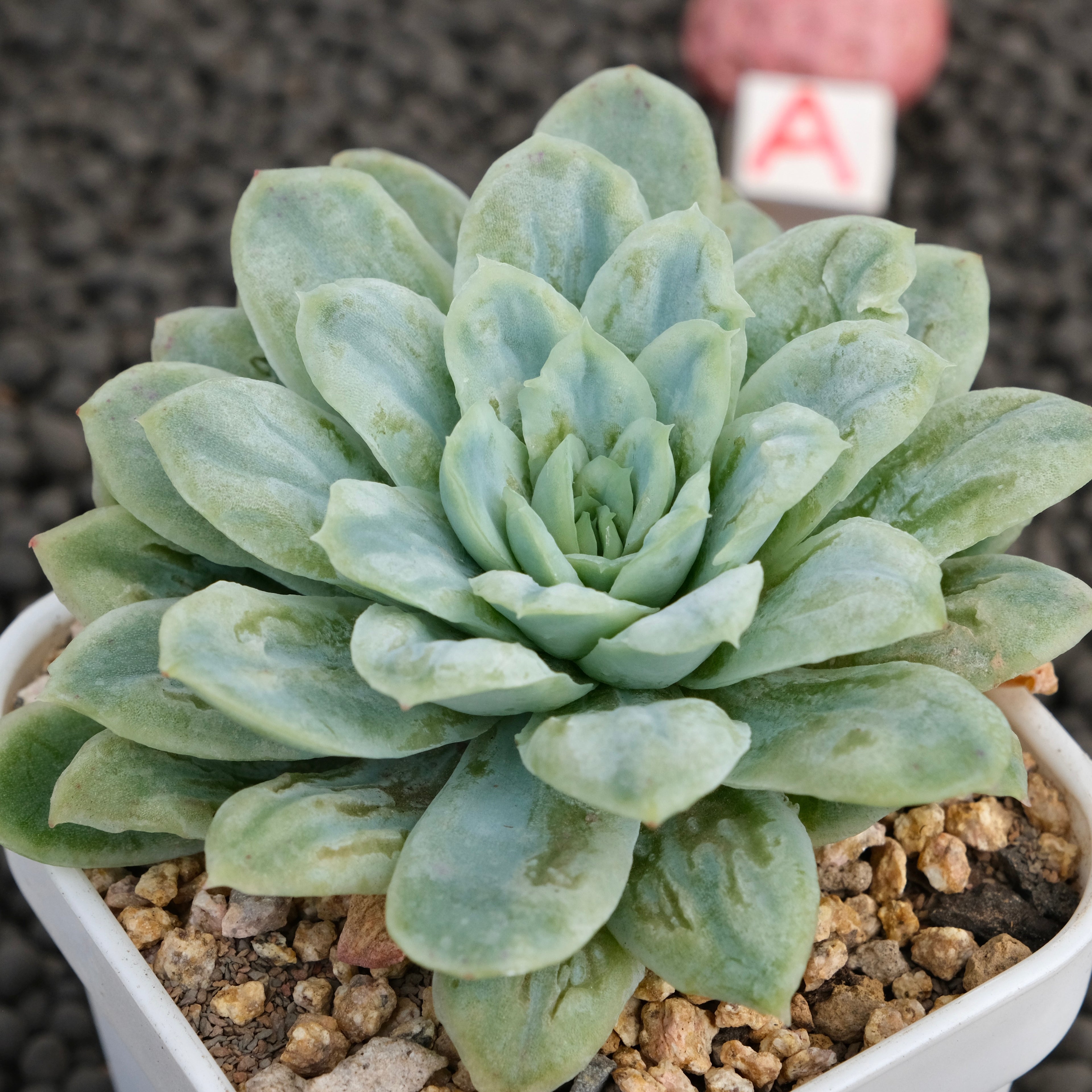 Big Echeveria Bubble Rose Imported Succulent Plant