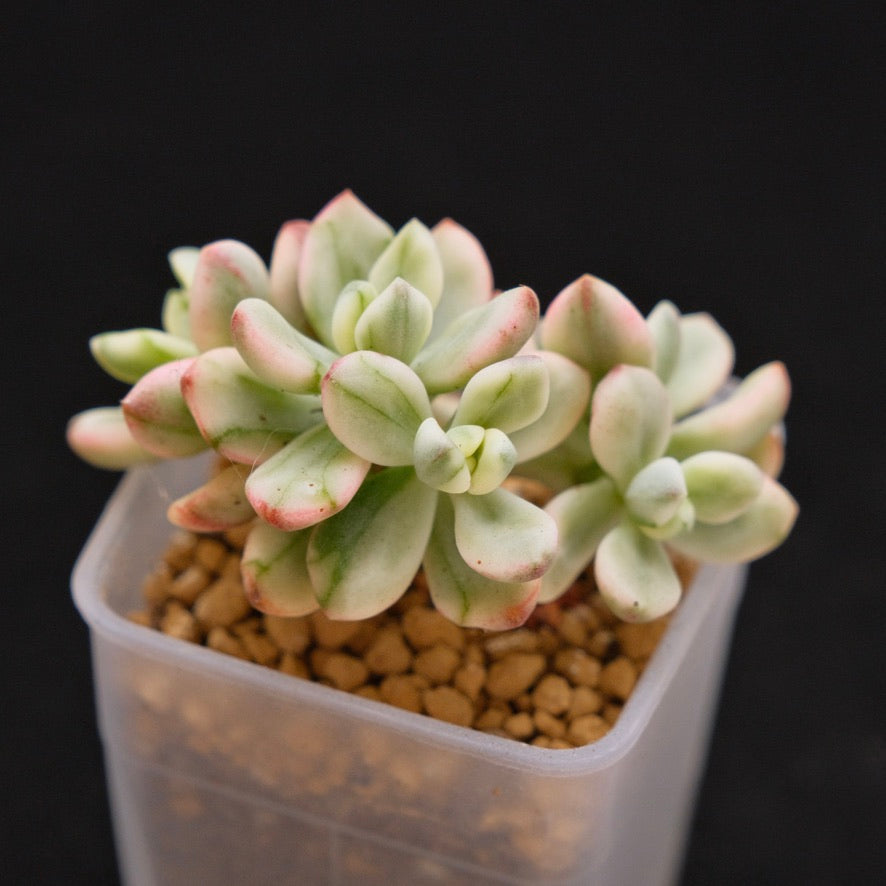 Variegated Sedeveria Satang Korean Succulent Plant