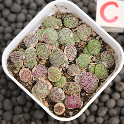 Conophytum minimum &