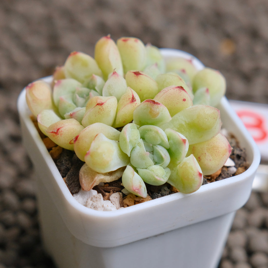 Echeveria Albi Drops cluster Imported Succulent Plant - B