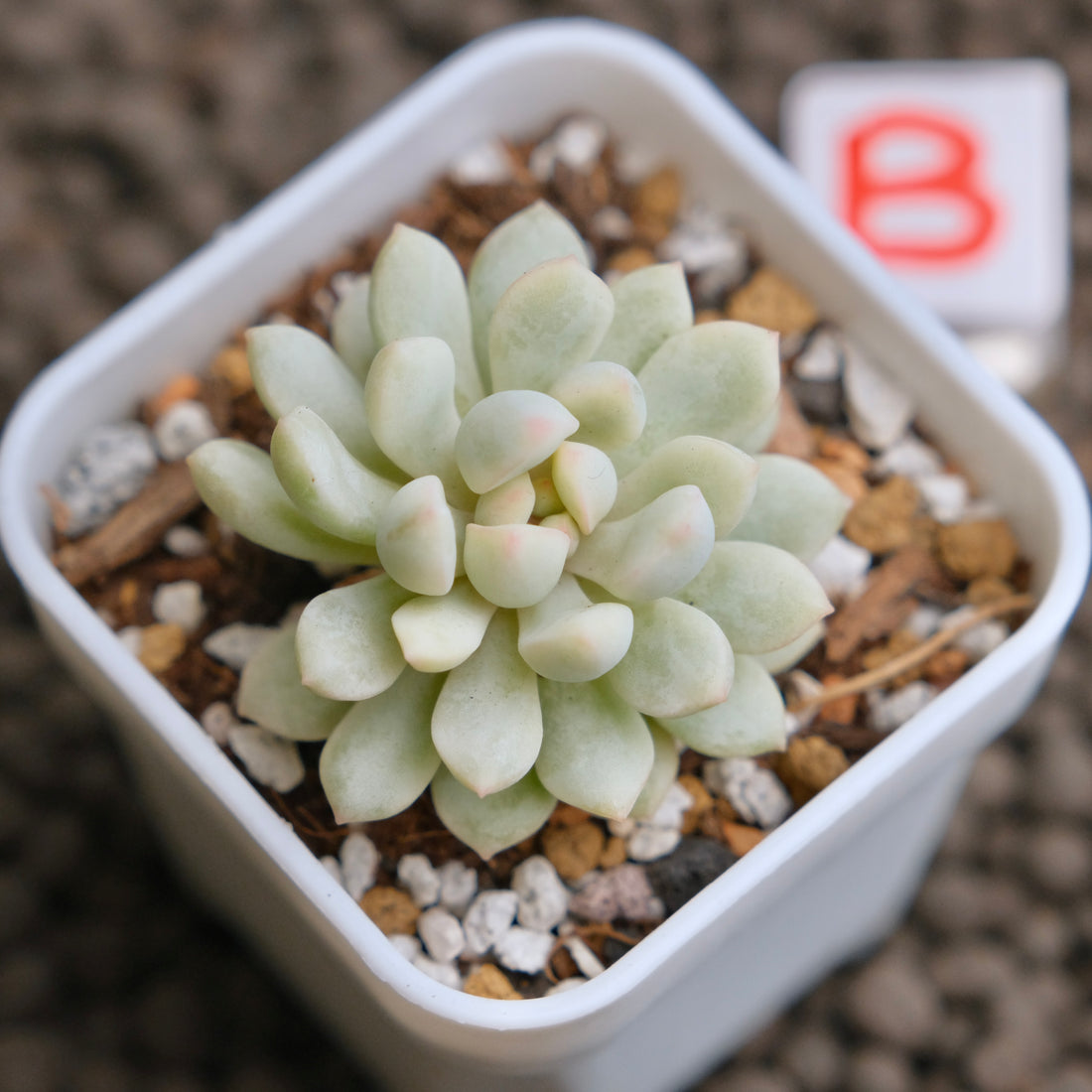 Variegated Graptoveria Pearl Bean Imported Succulent Plant - B